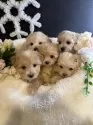 マルプー(トイプードル×マルチーズ)【岐阜県・男の子・2024年10月8日・アプリコット クリーム】の写真14