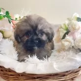 ミックス(シーズー×ポメラニアン)【岐阜県・女の子・2025年4月7日・オレンジ】の写真7