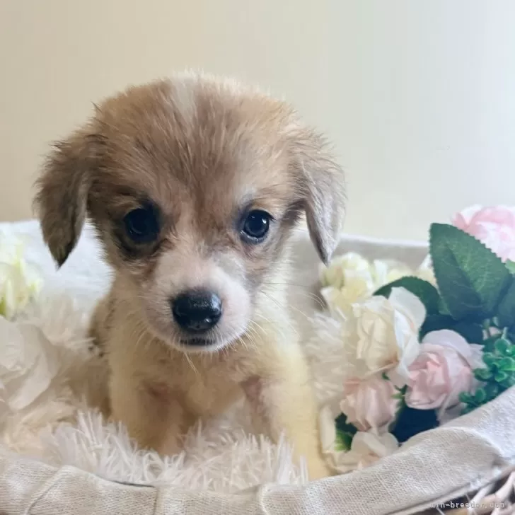 たかたん 様のお迎えした子犬