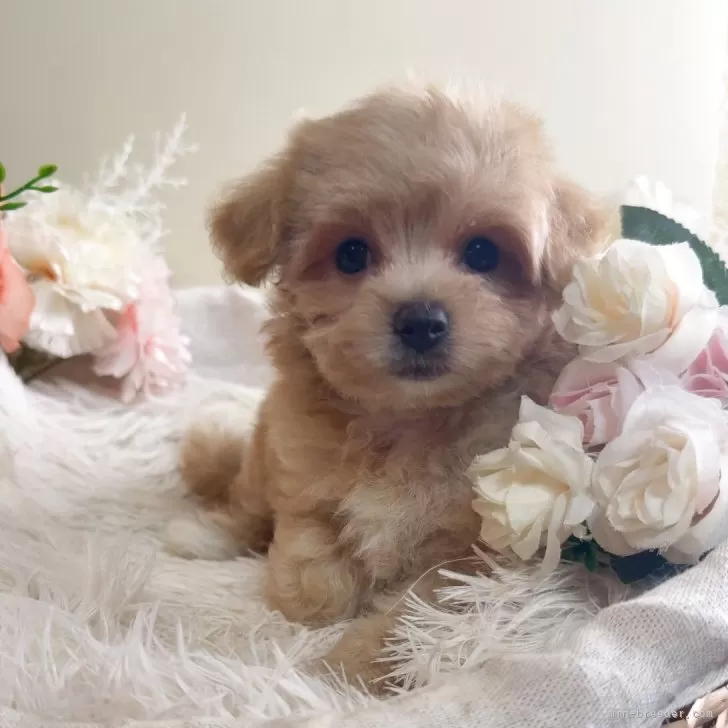 ID:2506-08263の子犬