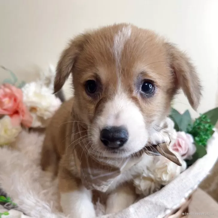あけたろう 様のお迎えした子犬