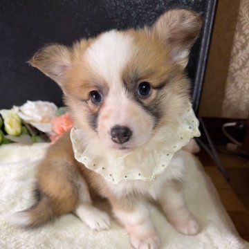 ウェルシュ・コーギー・ペンブローク【岐阜県・女の子・2024年12月30日・レッド&ホワイト】の写真「最終セール❣️349000⇒289000‼️」