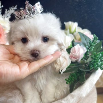 マルチーズ【岐阜県・女の子・2025年4月9日・ホワイト】の写真「見学会開催❣️周年セール❣️6月29日まで❣️」