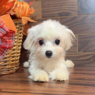 ミックス(マルチーズ×ビションフリーゼ)【岐阜県・女の子・2025年9月24日・ホワイト】の写真「ブラックフライデー開催中❣️」