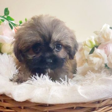 ミックス(シーズー×ポメラニアン)【岐阜県・女の子・2025年4月7日・オレンジ】の写真「健康診断異常無し❣️」