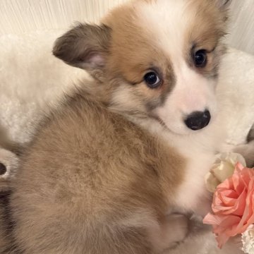 ウェルシュ・コーギー・ペンブローク【岐阜県・男の子・2024年12月30日・レッド&ホワイト】の写真「最終セール❣️329000⇒269000‼️」