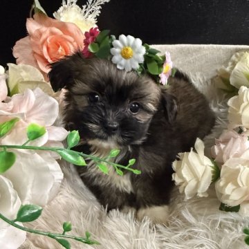 ミックス(シーズー×ポメラニアン)【岐阜県・女の子・2025年4月7日・セーブル&ホワイト】の写真「とっても可愛いの次女ちゃん🩷」