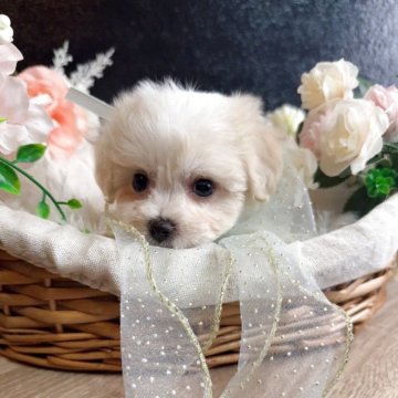 ミックス(マルチーズ×ビションフリーゼ)【岐阜県・女の子・2025年4月2日・ホワイト】の写真「周年セール‼️6月29日まで‼️」