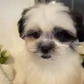 ミックス(シーズー×マルチーズ)【岐阜県・女の子・2024年9月30日・ブッラク&ホワイト】の写真1