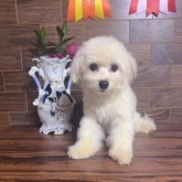 ミックス(マルチーズ×ビションフリーゼ)