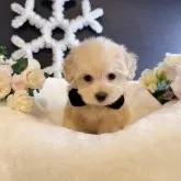 マルプー(トイプードル×マルチーズ)【岐阜県・男の子・2024年10月8日・アプリコット クリーム】の写真1