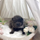 チャウチャウ