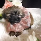 ミックス(シーズー×ポメラニアン)【岐阜県・女の子・2025年4月7日・オレンジ】の写真13