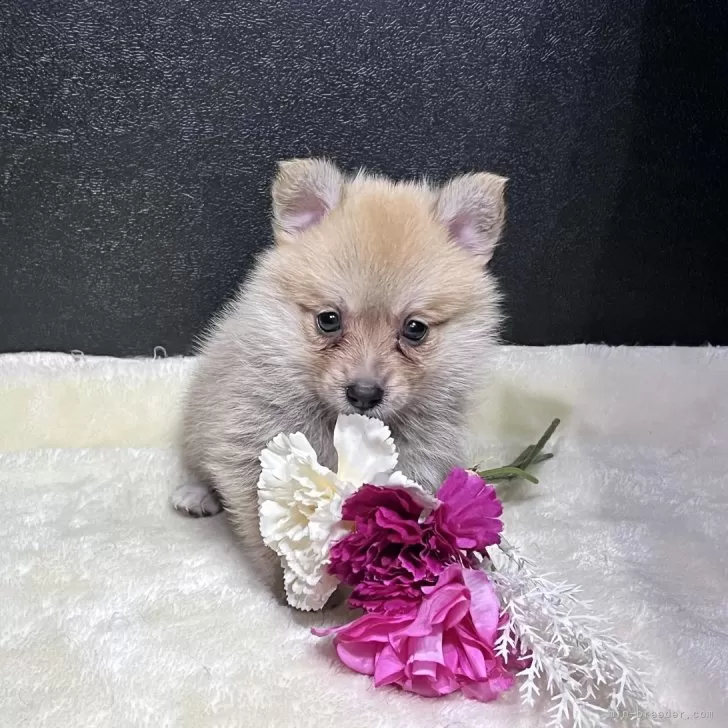 あけたろう 様のお迎えした子犬