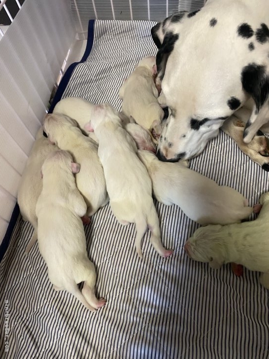 宮地由美子ブリーダーのブログ：キャンディママと子犬達😻