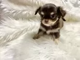 チワワ(ロング)【佐賀県・女の子・2024年12月1日・チョコタン&ホワイト】の写真8