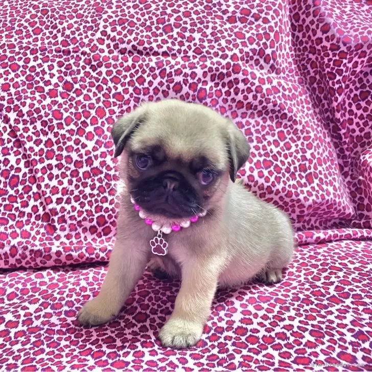 ID:2411-03388の子犬