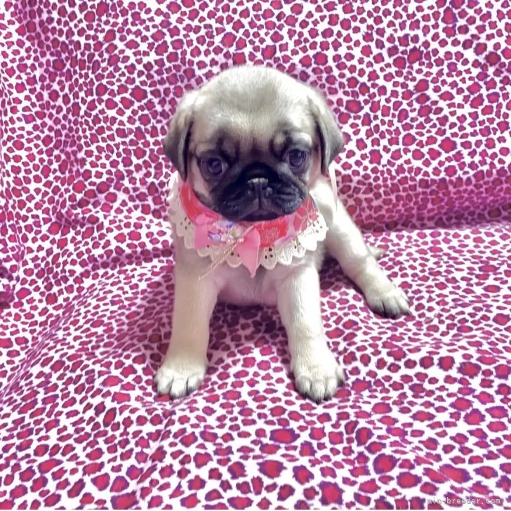 ID：2505-00590の子犬