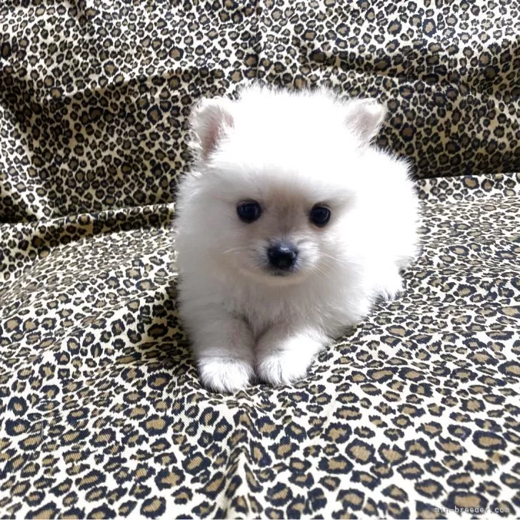 ID：2509-02622の子犬