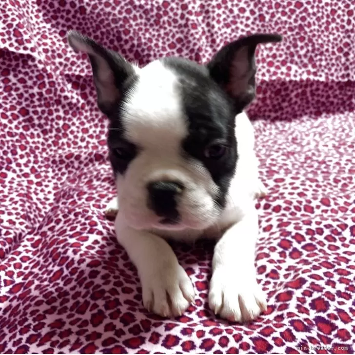 ID：2503-05610の子犬