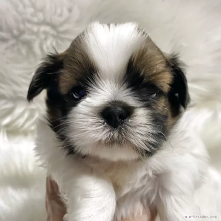 ID：2506-01814の子犬