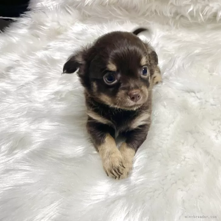 チワワ(ロング)【佐賀県・男の子・2025年9月18日・チョコタン&amp;クリーム】の写真1