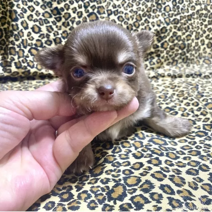 M.Y 様のお迎えした子犬