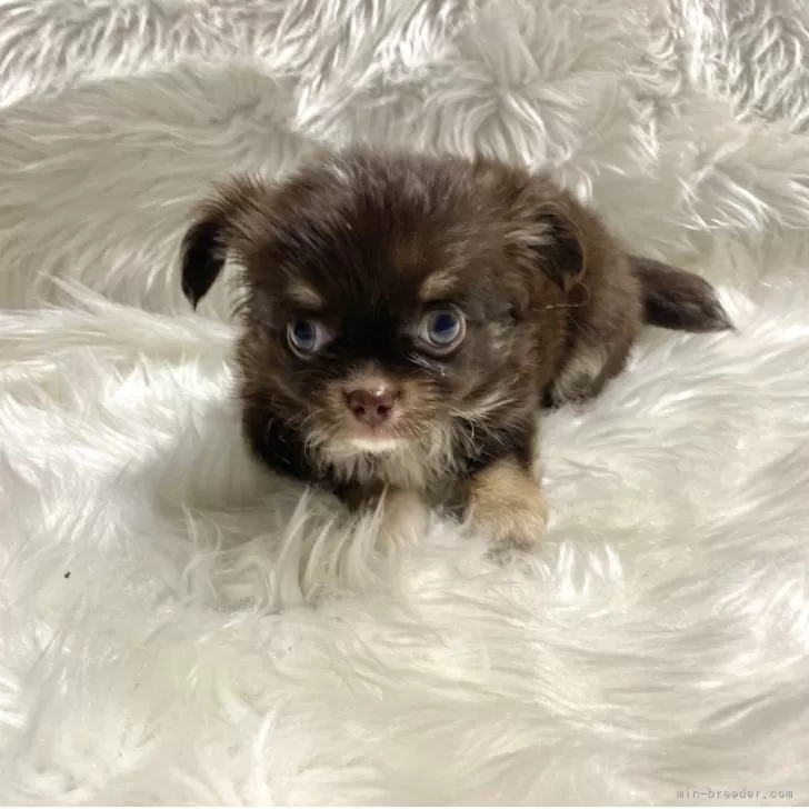 ID:2508-06956の子犬