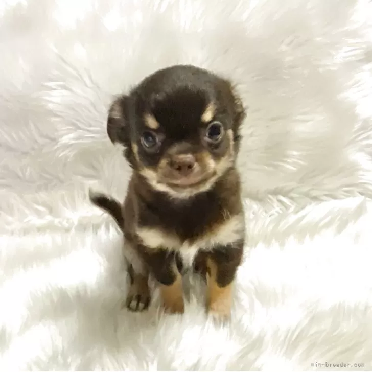 J 様のお迎えした子犬