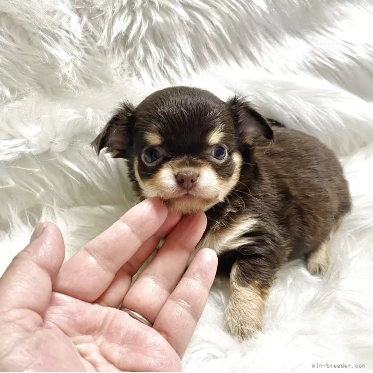 M.H 様のお迎えした子犬