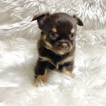 チワワ(ロング)【佐賀県・女の子・2025年9月18日・チョコタン&クリーム】の写真「お顔の可愛さ100%」