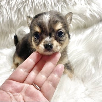 チワワ(ロング)【佐賀県・男の子・2025年9月18日・ブルーマール】の写真「綺麗なブルーマール柄の男の子😻」