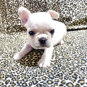 フレンチブルドッグ【佐賀県・女の子・2025年9月22日・ホワイト】の写真「可愛いフレブルちゃん💕」