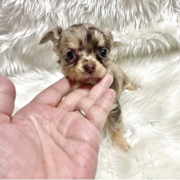 チワワ(ロング)【佐賀県・女の子・2025年9月18日・チョコマール】の写真「可愛いマール姫😻」