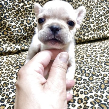 フレンチブルドッグ【佐賀県・男の子・2025年9月22日・ホワイト】の写真「可愛いフレブルちゃん💕」