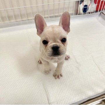 フレンチブルドッグ【佐賀県・女の子・2025年9月22日・ホワイト】の写真「可愛いフレブルちゃん💕」