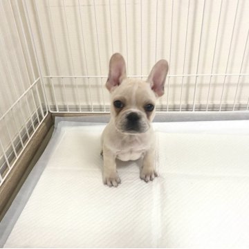 フレンチブルドッグ【佐賀県・男の子・2025年9月22日・ホワイト】の写真「可愛いフレブルちゃん💕」