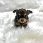 チワワ(ロング)