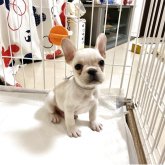 フレンチブルドッグ