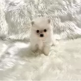 ポメラニアン