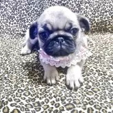 パグ