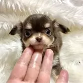 チワワ(ロング)【佐賀県・女の子・2024年12月1日・チョコタン&ホワイト】の写真1