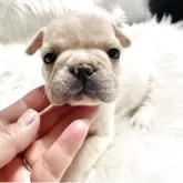 フレンチブルドッグ