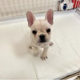 フレンチブルドッグ