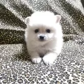 ポメラニアン【佐賀県・男の子・2025年2月6日・ホワイトクリーム】の写真1