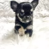 チワワ(ロング)