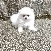 ポメラニアン