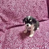 チワワ(ロング)【佐賀県・男の子・2025年3月28日・ブラックタン&ホワイト】の写真2