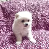 ポメラニアン【佐賀県・男の子・2025年2月6日・ホワイトクリーム】の写真3