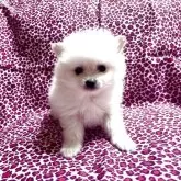 ポメラニアン【佐賀県・男の子・2025年2月6日・ホワイトクリーム】の写真4